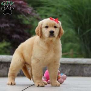 Olivia, Golden Retriever Puppy